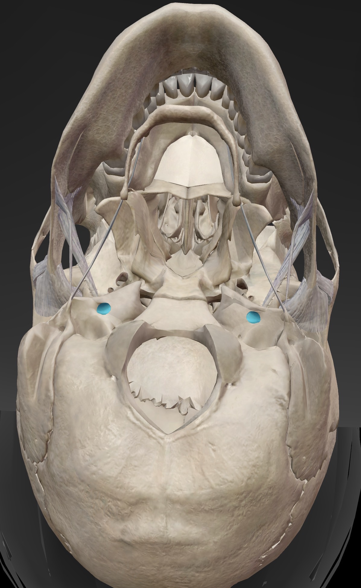<p>What is this and what is its function?</p>