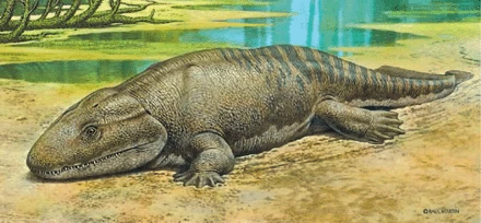 <p>Extinct</p><p>1st good fossil of land vertebrate</p><p>vertebrae fishlike (no interlocking connections)</p><p>pectoral and pelvic girdles are strong</p><p>polydactyly (7 digits)</p>