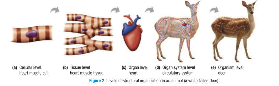 <p>cell, tissue, organ, organ system, organism </p>