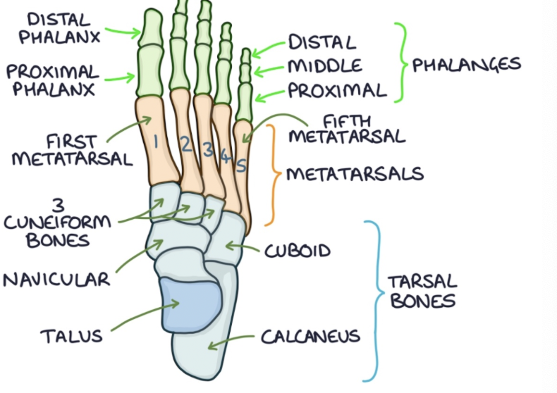 <p>proximal and distal phalanx </p>