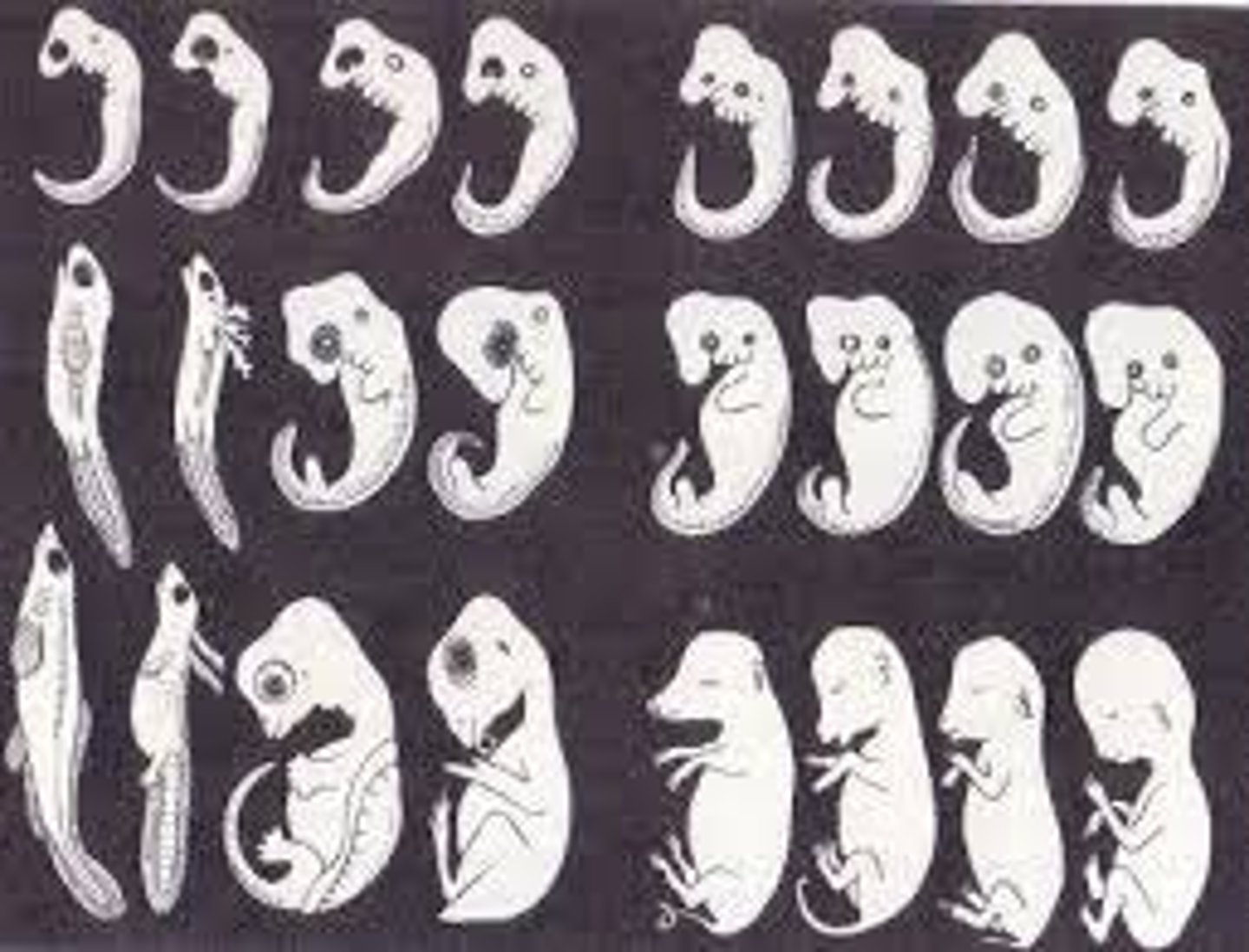 <p>the study of structures that <mark data-color="green" style="background-color: green; color: inherit;">emerge from the </mark><u><mark data-color="green" style="background-color: green; color: inherit;">time of the fertilized egg</mark></u> through the<strong> eight week </strong>in <strong>utero</strong>.</p>