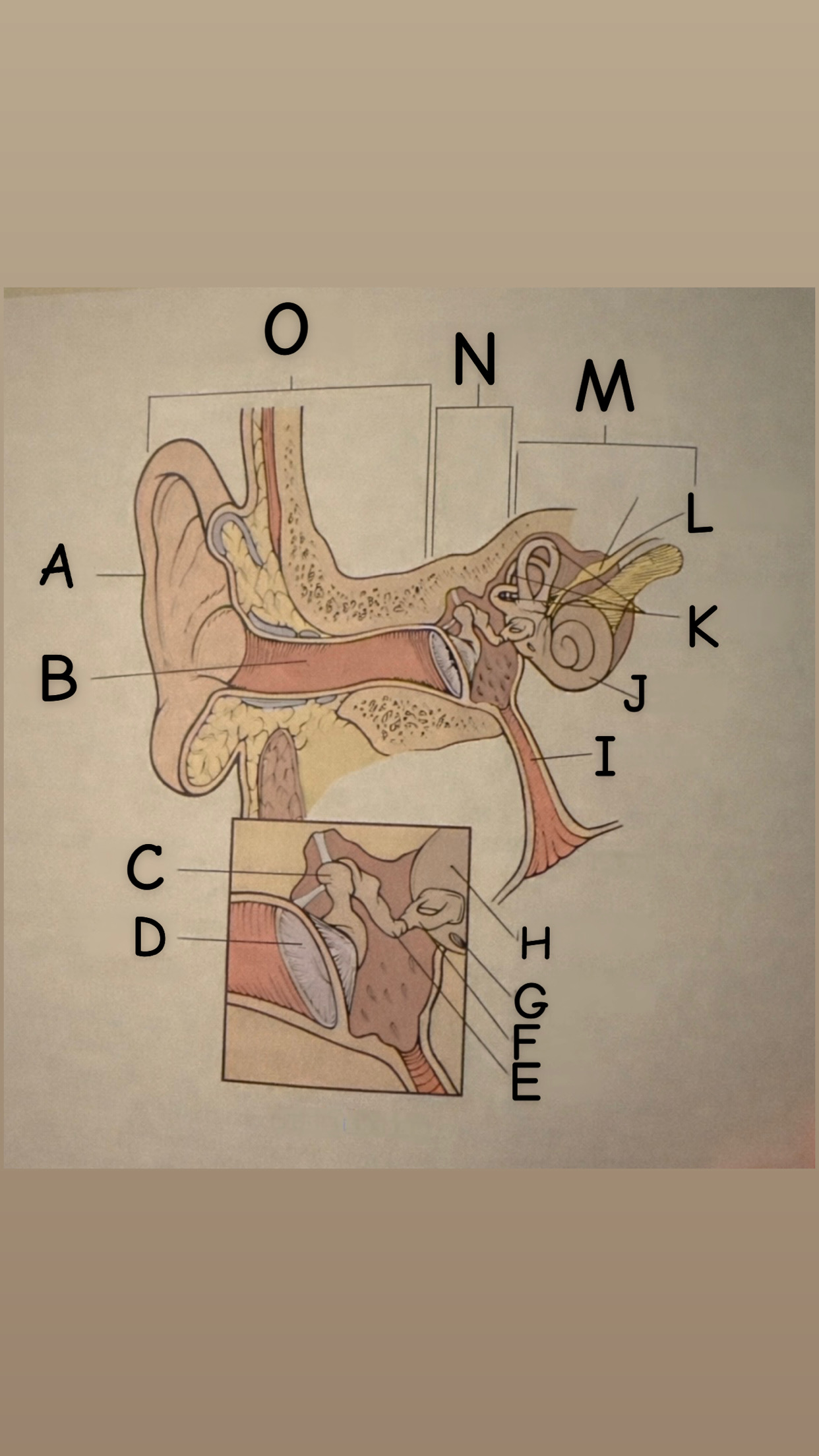 <p>Pinna (auricle)</p>
