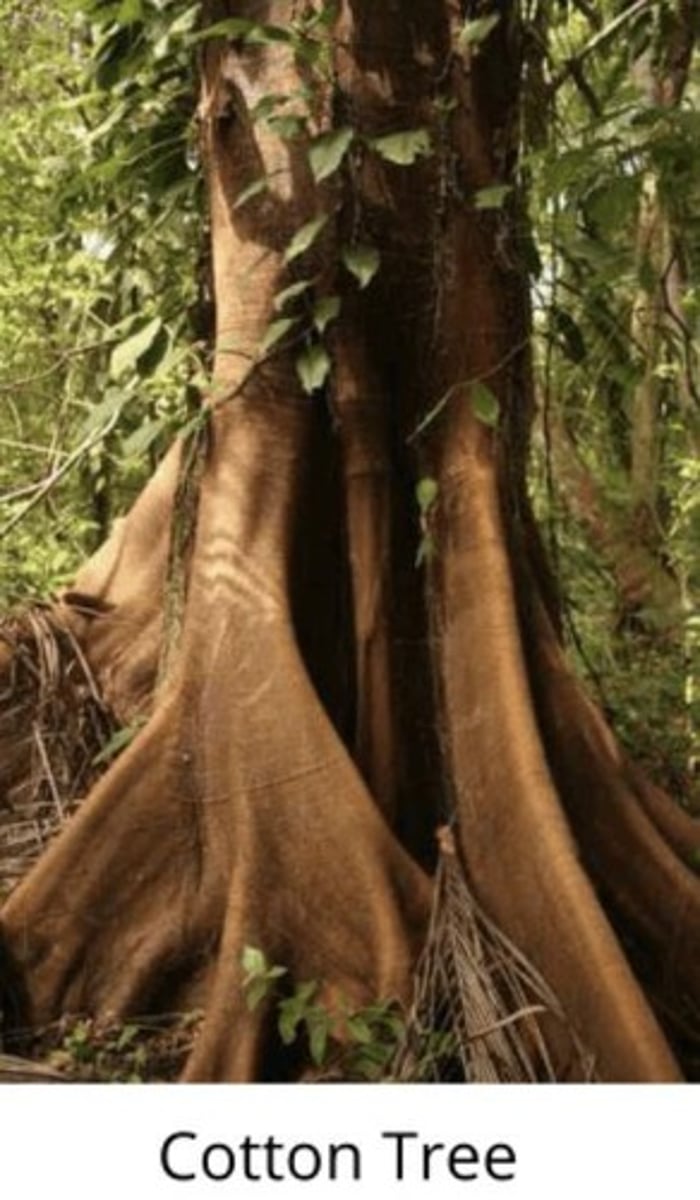 <p>Aerial roots that look like buttresses give architectural support to the trunks of trees.</p>