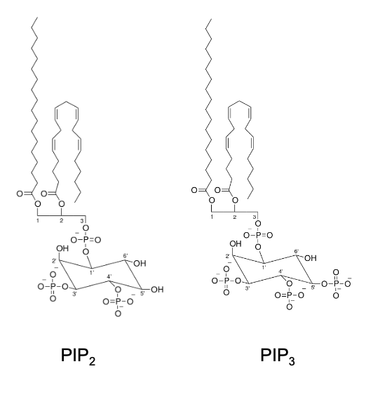 <p>PIP2 = <span>Phosphatidylinositol (4,5)-bisphosphate</span></p><p><span>PIP3 = Phosphatidylinositol (3,4,5)-trisphosphate </span></p><ul><li><p>substrate for other kinases that promote proliferation</p></li></ul><p></p>