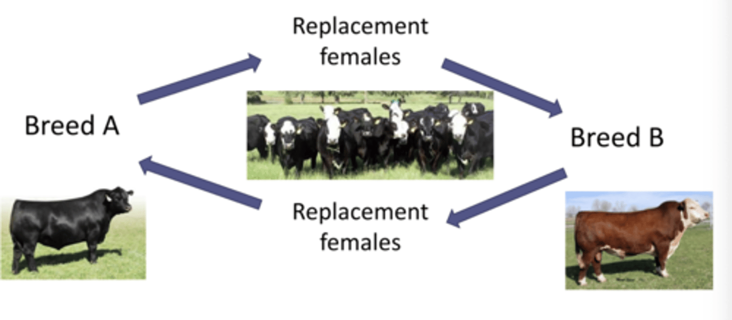 <p>- Mate straight-bred sires of 2 different breeds to dams that are a mix of the two breeds</p><p>- Female progeny from one group transferred to the other group. All crossbred males are sold</p>