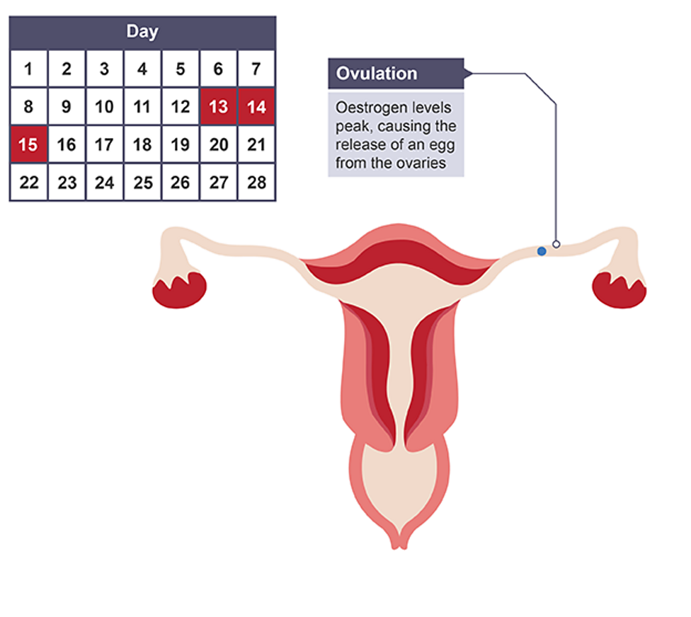 <p>Ovulation, oestrogen levels peak and cause egg to be released</p>