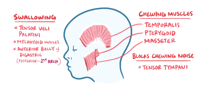 <ul><li><p>temporalis</p></li><li><p>Pterygoid</p></li><li><p>Masseter</p></li><li><p>Tensor tympani</p></li><li><p>Mylohyoid</p></li><li><p>Anterior belly of digastric</p></li></ul><p>Innervated by trigeminal n. (V3)</p>