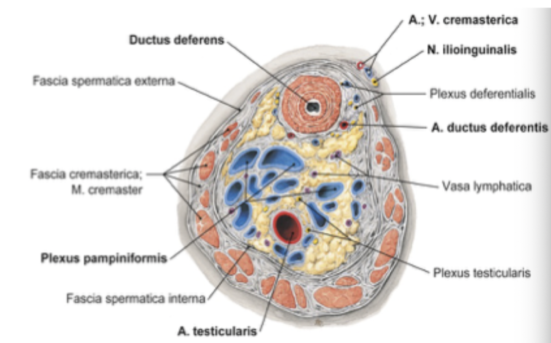 <p>Det är sädessträngen som löper från testis till inguinalkanalen och innehåller;</p><ul><li><p>Vas deferens</p></li><li><p>Plexus pampiniformis</p></li><li><p>N. genitofemorale</p></li><li><p>N. ilioinguinale</p></li><li><p>A. testicularis</p></li><li><p>Lymfkärl</p></li><li><p>Vener</p></li></ul>