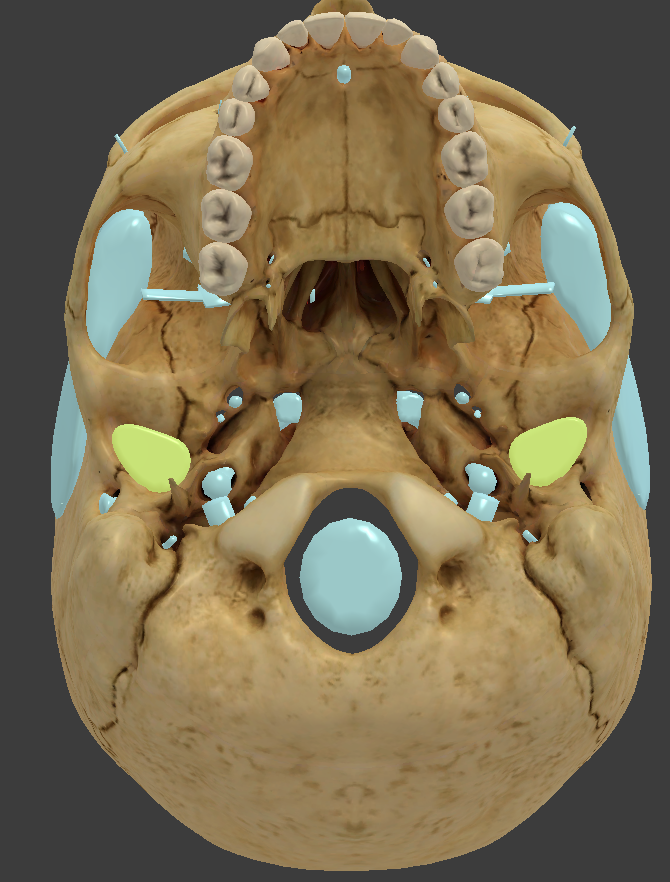 <p>condyle where the mandible sits to form the temporomandibular joint</p><p></p>