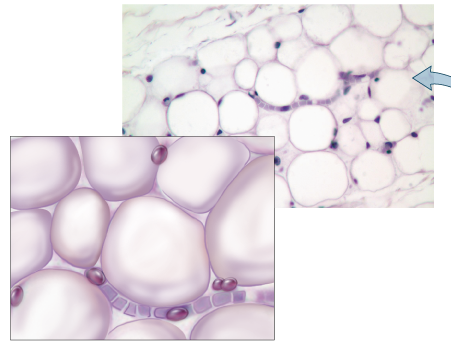 <p>What tissue is this?</p>