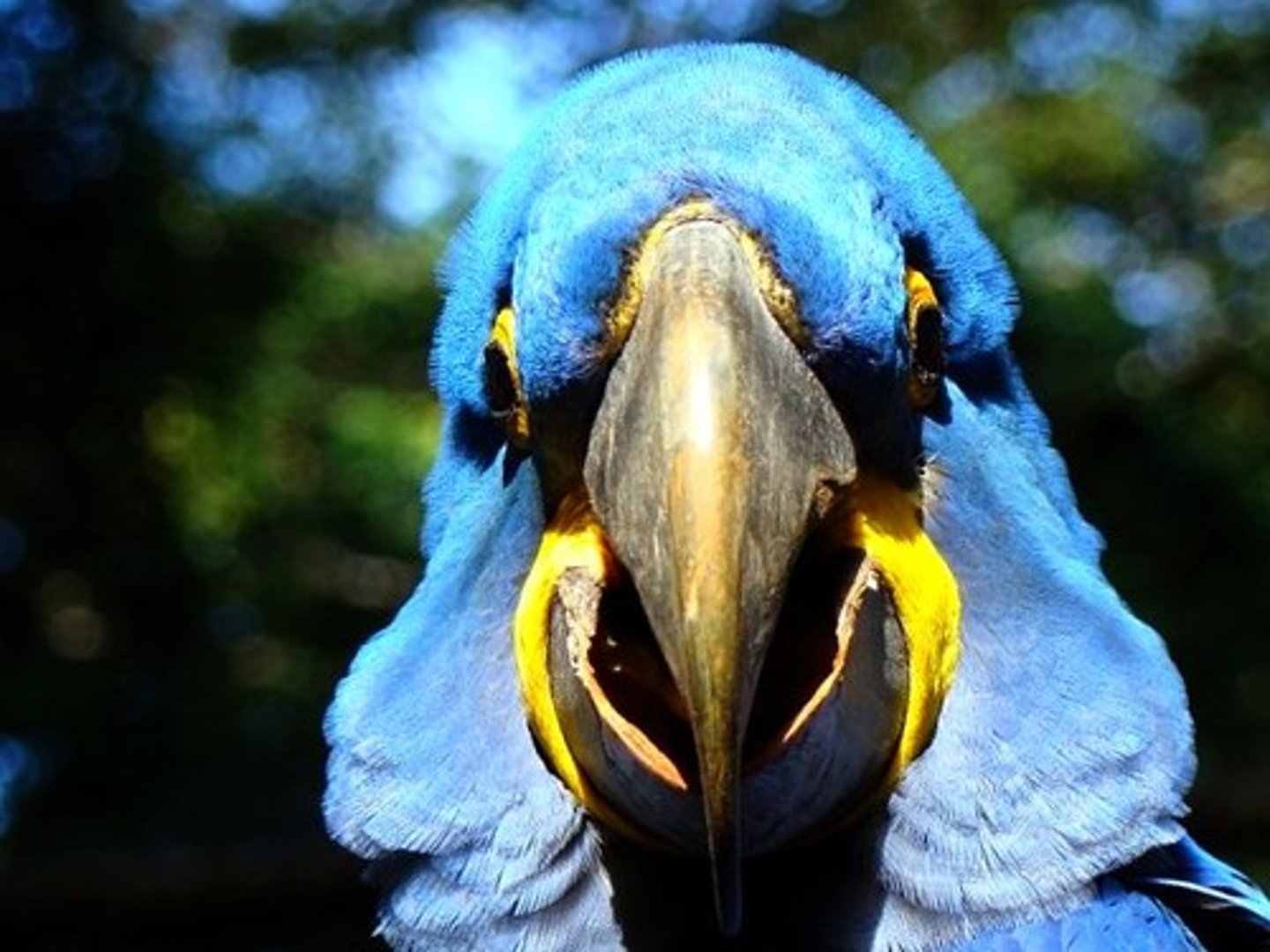 <p>blue</p>