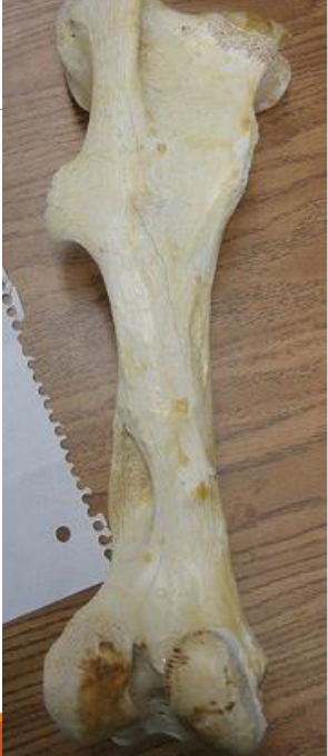 <p>van welk dier is dit de femur</p>