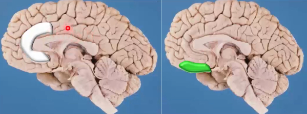 <p>transmits and processes pain related information and emotional responses, connects with and contributes to activity of centers responsible for modulating (descending) nociception (such as periaqueductal gray or PAG)</p>