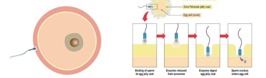 Enzymes from the acrosome are released and digest a pathway through the follicle cells and zona pellucida surrounding the secondary oocyte. The action of many sperm are required for just one to enter the egg cell.

\
