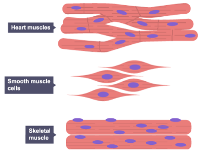 <p>Why are muscle cells packed <strong><mark data-color="blue" style="background-color: blue; color: inherit;">full of mitochondria</mark></strong>?</p>