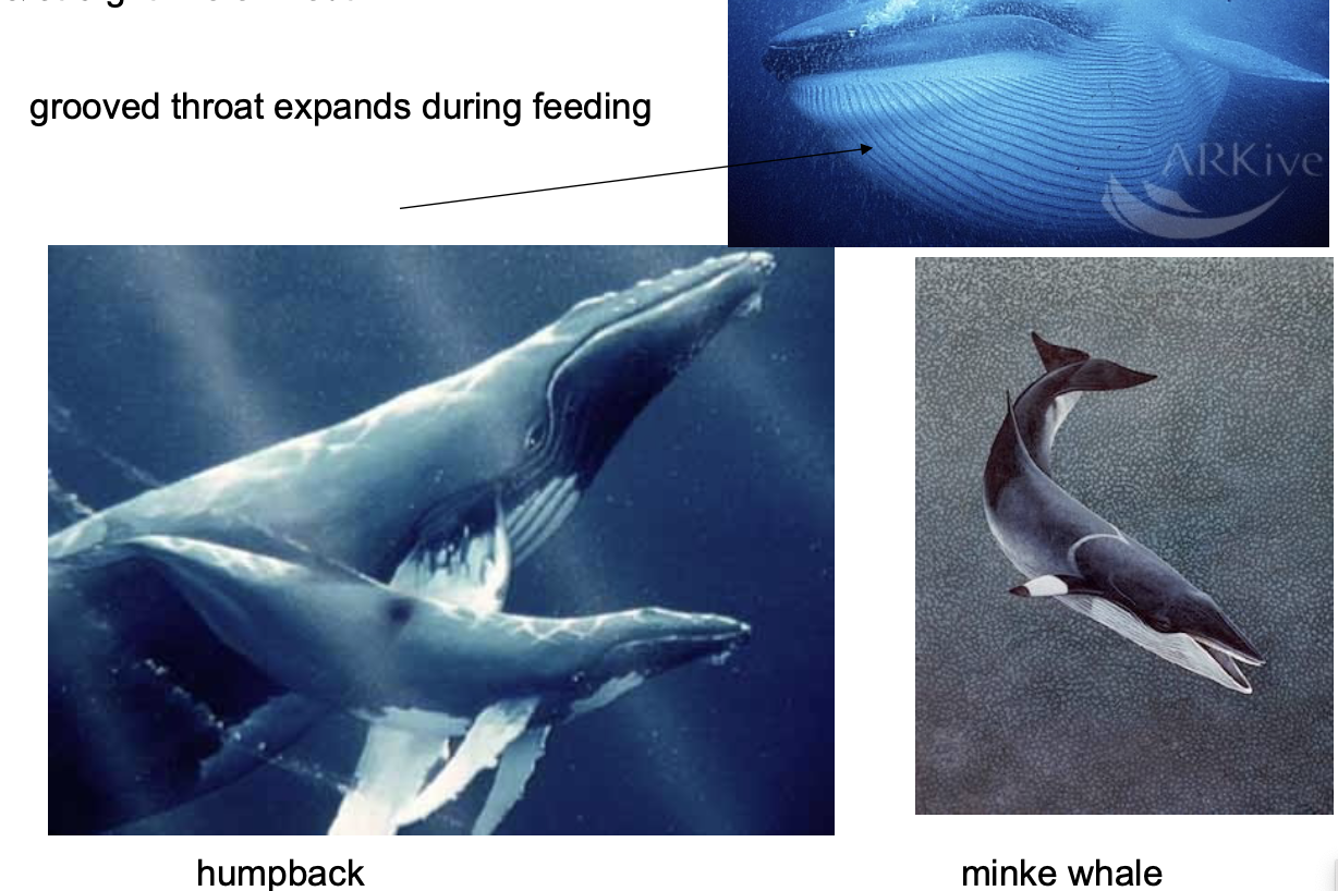 <p>Order?Family? </p>