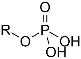 phosphate ion covalently attached to the carbon skeleton.