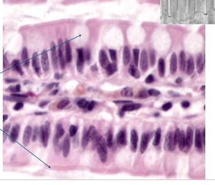 <p>simple columnar epithelial</p>