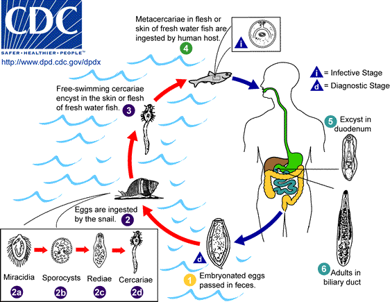 - Hermaphrodites, two come together for cross fertilization
- Has oral and ventral suckers for attachment. Acquired by consuming raw fish
- If fish has miracidia it then hatches in human GI tract and takes residence in bile ducts which send bile into small intestine
- Immune system responds but not well enough cause in Gi tract is technically outside since not absorbed
- Dogs, rats, bears, can also get this
- Can live in body for up to 25 years, can lead to liver cancer
- Adults send eggs in feces and get into water and becomes sporocyst in snail 1 miracidia can become 10,000 ciercaria which leave the body of the snail to find the next host which is the fish.