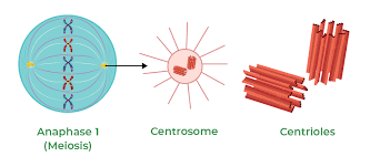 <p>Centrosomes</p>