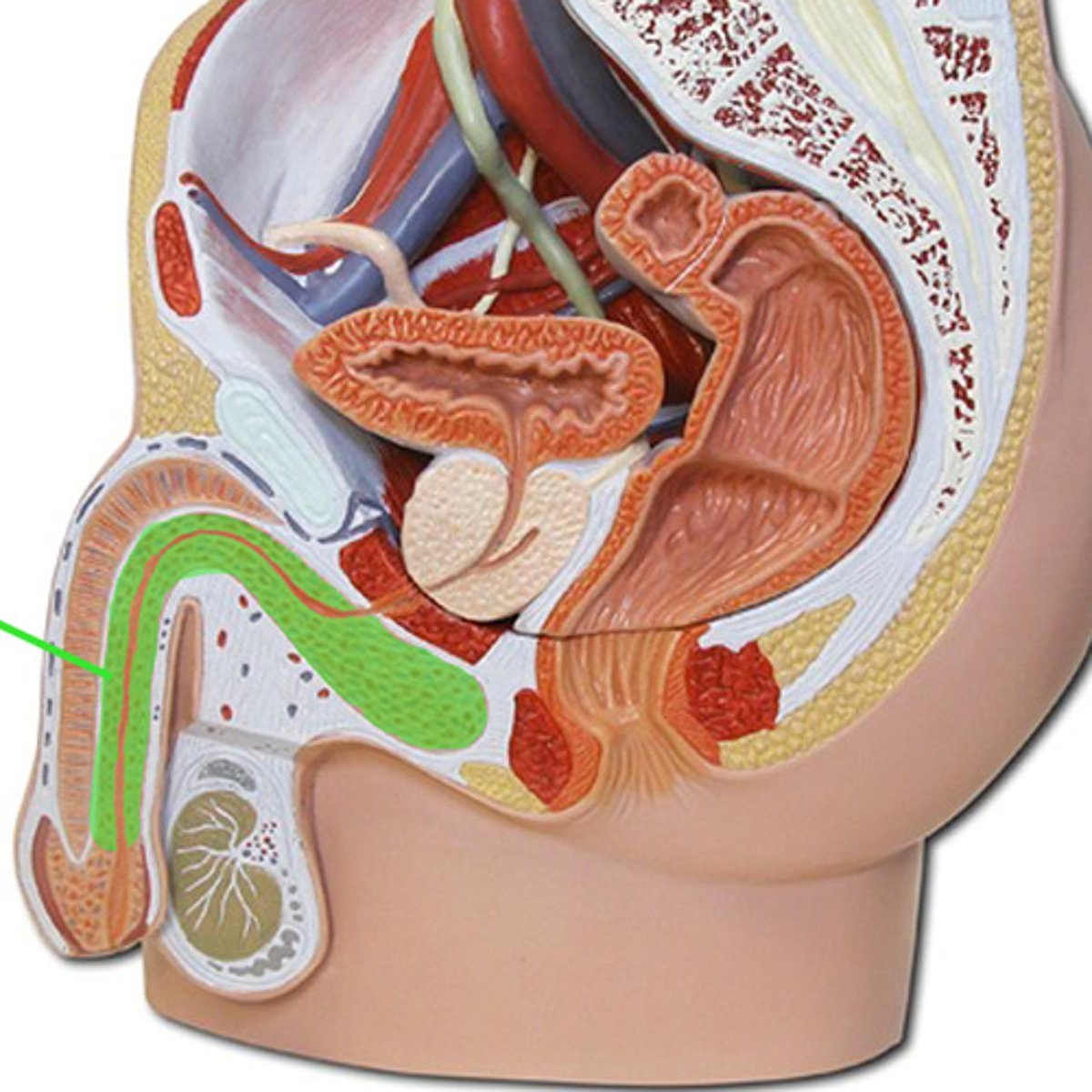 <p>surrounds the urethra</p>
