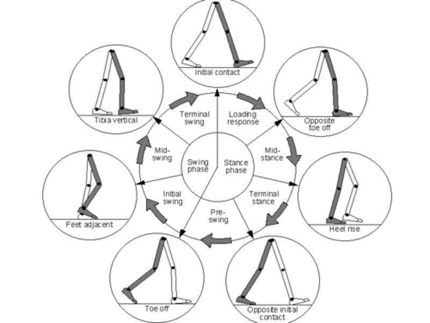<p>Heel Strike, Loading Response, Midstance, Terminal Stance, Toe-Off, Initial Swing, Midswing, Terminal Swing.</p>