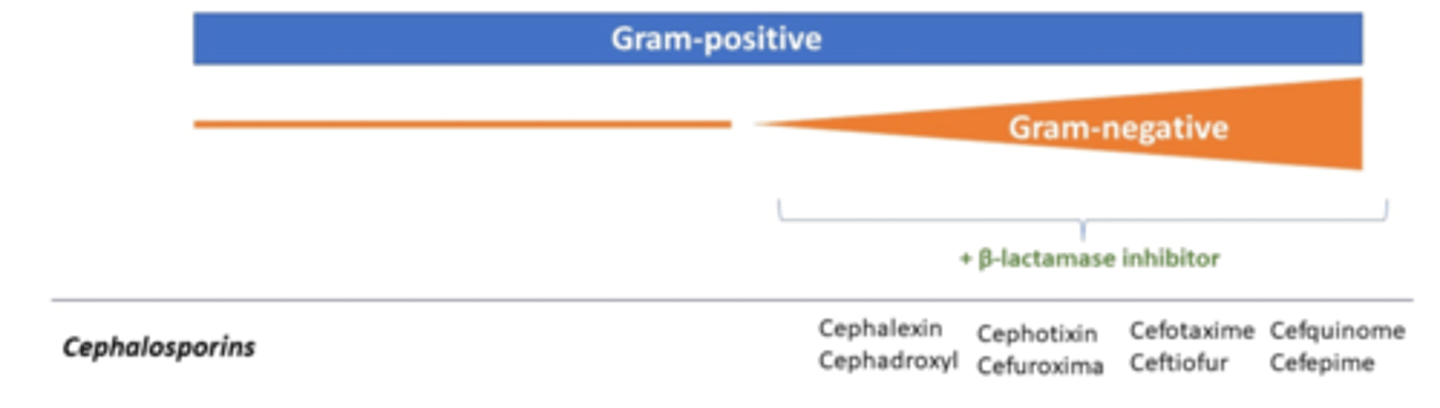 <p>4th (Cefquinome)</p>