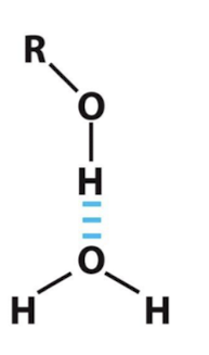 <p>Water as the hydrogen bond <strong>acceptor</strong></p>
