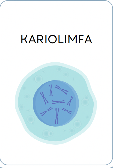 <p>KARIOLIMFA</p>