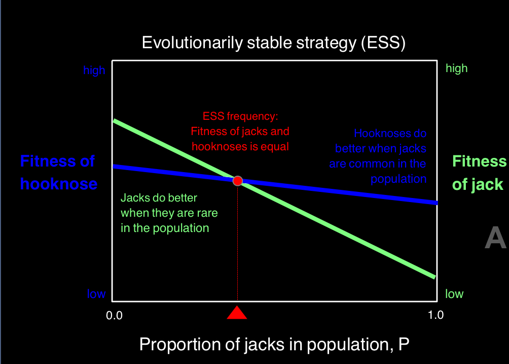 <ul><li><p>large hooknoses fight to get close to the females and small jacks sneak</p></li><li><p>small jacks do better when they are more rare in the population, large hooknoses do better when jacks are common in the population</p></li></ul><p></p>