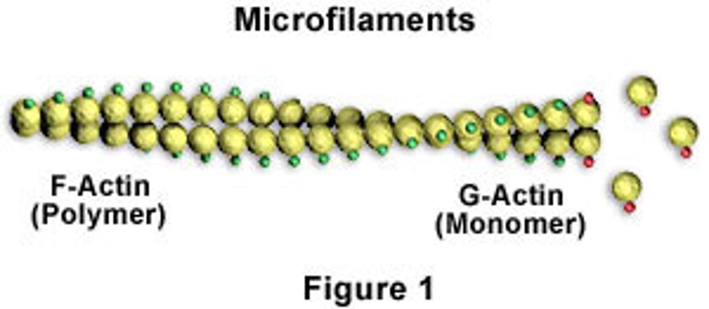 <p>Polymerized rods composed of <strong>actin</strong></p><p>Organized into bundles/networks</p><p><strong>Resistant to compression and fracture</strong> so they provide protection for the cell </p><p>Plays a role in cytokinesis</p>