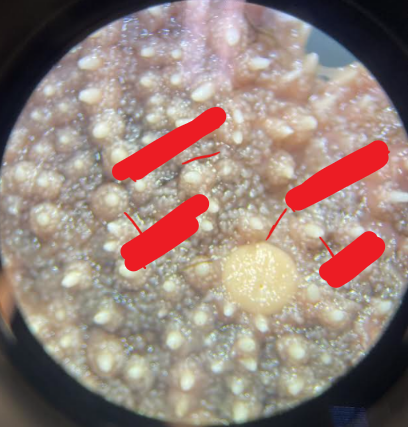 <p>What Phylum and Class is this animal in and what structures are the labels referring to?</p>