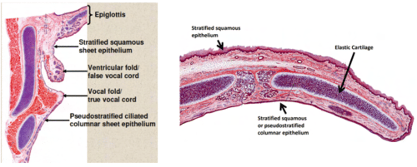 <p>. Stratified squamous non-keratinized epithelium</p><p>. Respiratory epithelium: pseudostratified respiratory epithelium.</p><p>Underneath the epithelial layers, lies a layer of smooth muscle.</p><p>The larynx contains a cartilaginous structure, the epiglottis, which shuts to prevent foreign objects from crossing into the respiratory tract. Behind it, the esophagus descends.</p>