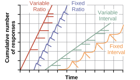<ul><li><p>an EXACT/FIXED amount of TIME passes between each reinforcement</p></li><li><p>ex. receiving your paycheck every 2 weeks</p></li><li><p>weakest reinforcement schedule</p></li></ul>
