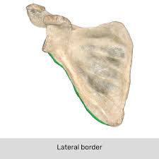 <p>The edge of the scapula that is furthest from the vertebral column, providing attachment for muscles and is typically thicker </p>