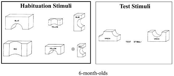 <p>(1)<span style="font-family: Times New Roman">&nbsp;&nbsp; </span>one set of babies habituated to one set of perspectives of an object</p><p>(2)<span style="font-family: Times New Roman">&nbsp;&nbsp; </span>in the test trial</p><ul><li><p>show completely different perspective of the same object</p></li><li><p>OR a completely different object that was not introduced before</p></li></ul><p>(3)<span style="font-family: Times New Roman">&nbsp;&nbsp; </span>they looked longer at the never-seen object = violation of expectation = by 6 months</p><ul><li><p>infants showed viewpoint invariance at 6 months-old</p></li></ul><p></p><ul><li><p>color did not affect infants’ choice because the test trial objects were both objects with a color that the infants had not seen before</p></li></ul>