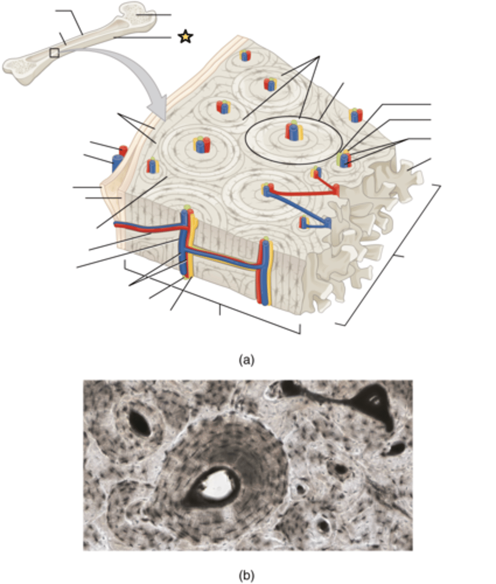 <p>A dense fibrous membrane covering the surface of bones and serving as an attachment for tendons and muscles</p>