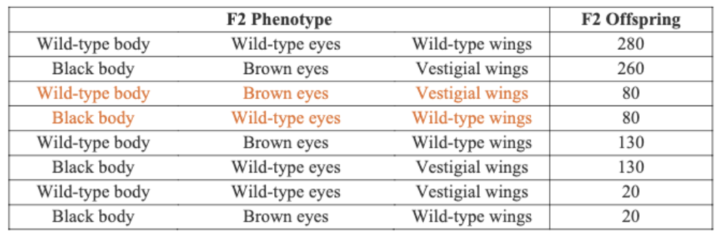 <p>Three genes b, bw, and vg are on the same chromosome in fruit flies. The mutant and recessive<br>phenotypes related to three genes are black body color (b-), brown eyes (bw-), and vestigial<br>wings (vg-). All of the three related wild-type phenotypes are dominant. We studied the order of these three genes by the crosses below. We first crossed wild-type pure-line males and pure-line females expressing the three mutant phenotypes. All the F1 females were wild-type. Then, we made a cross between F1 females and pure-line males with the three mutant phenotypes. In total, 1000 F2 females were collected and phenotyped, and the data are shown below. Based on the data, which gene is in the middle?</p>