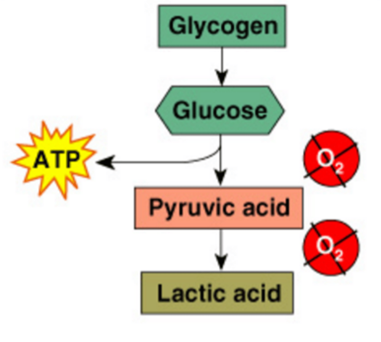 <p>In the absence of oxygen pyruvic acid is converted to lactic acid to ensure that glycolysis can continue</p>