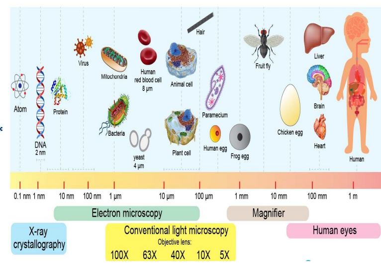 <p><strong>20-100 μm</strong> (Average size range of microbial types)</p>