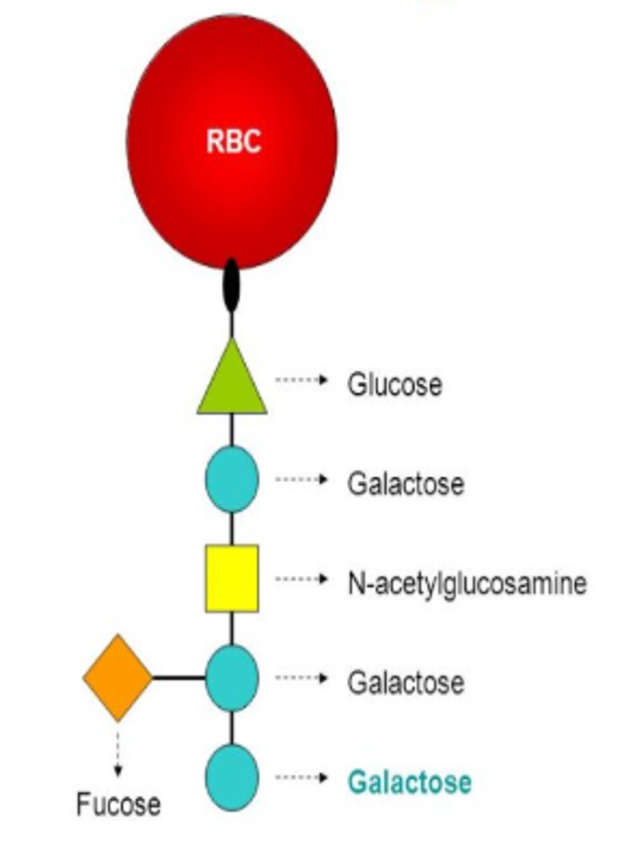 <p>Which antigen is formed?</p>