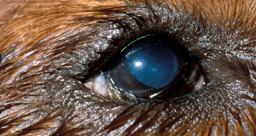 <p><span style="background-color: transparent;"><strong><span>Entropion</span></strong></span></p>