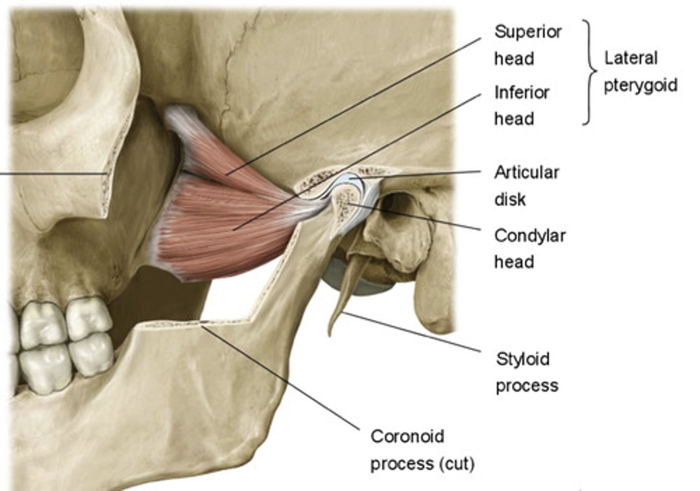 <p>protract and depress mandible (chin)</p>