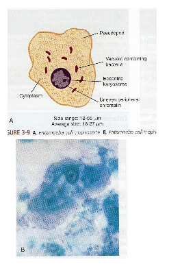 <p>What symptoms are associated with Entamoeba coli?</p>