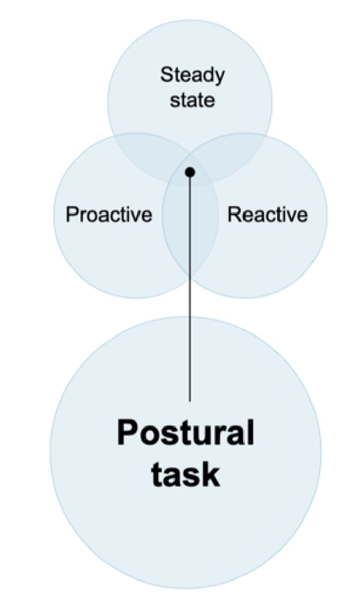 <p>ability to activate muscles for control of COM in advance of potentially destabilizing voluntary movement</p><p>requires anticipatory/feedforward control</p>