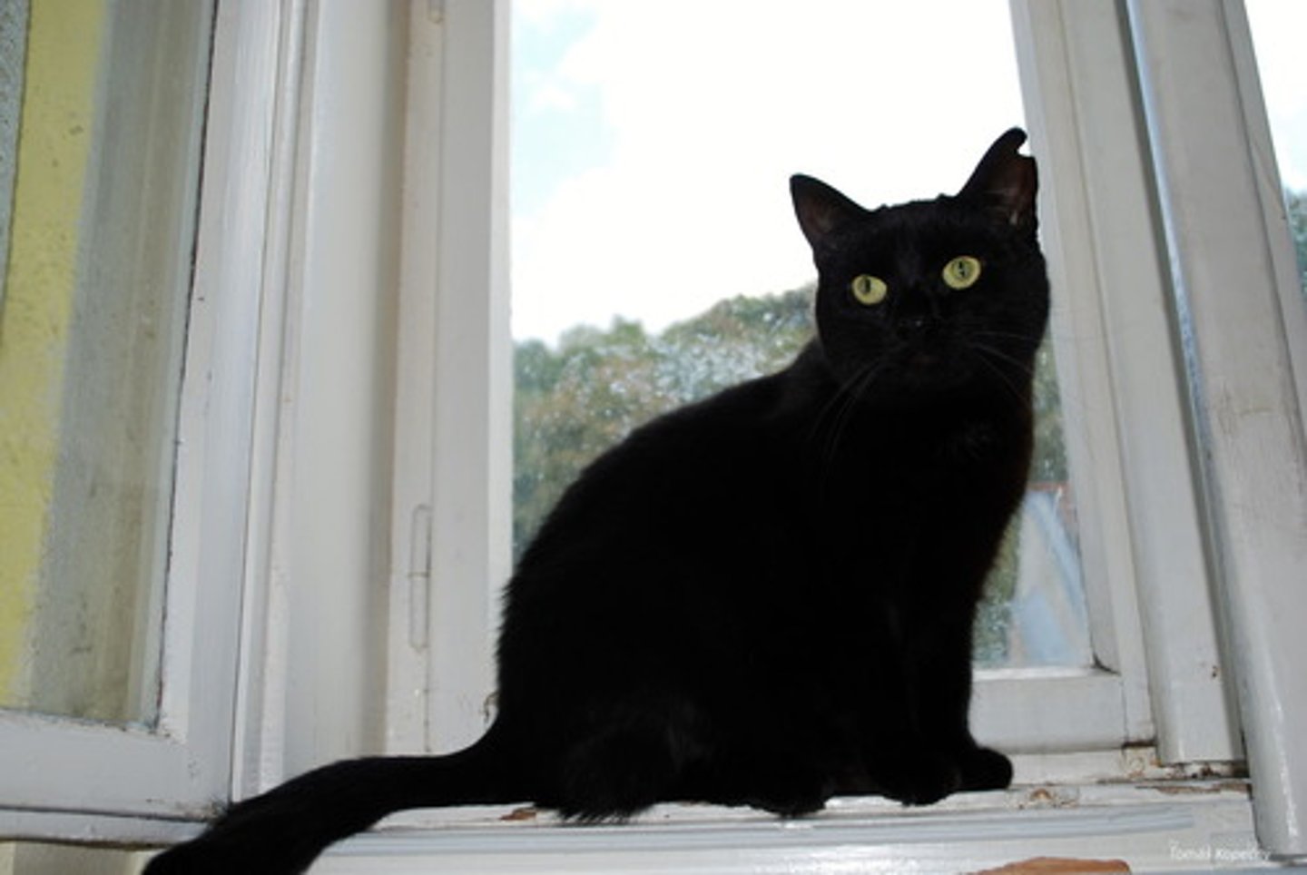 <p>siyah bir kedi</p><p>a black cat</p>