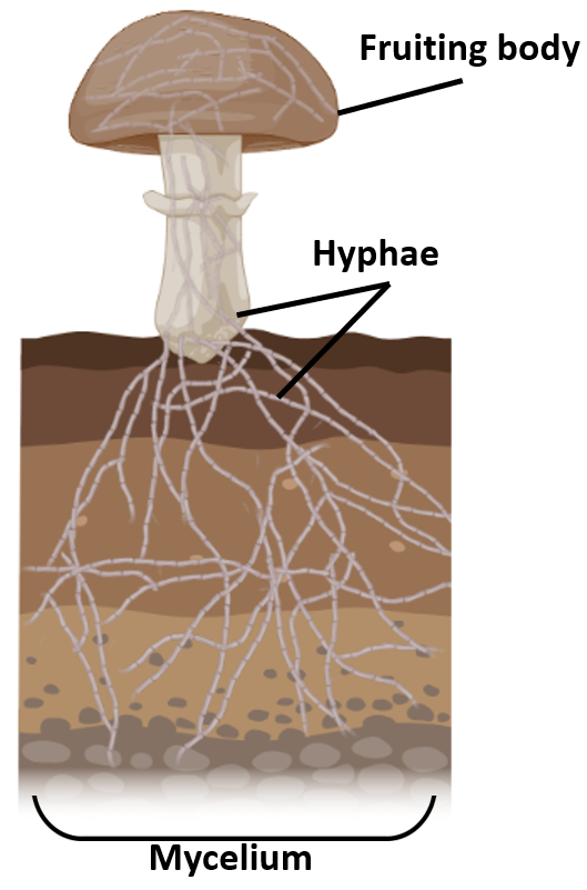 <ul><li><p>long filamentous branching in fungus and actinobacteria</p><ul><li><p>singular is hypha, plural is hyphae</p></li></ul></li></ul>