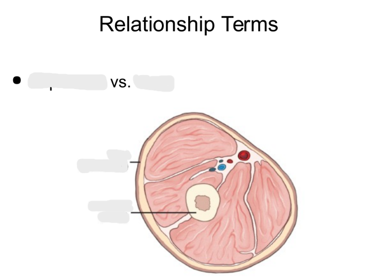 <p>Relationship terms</p>
