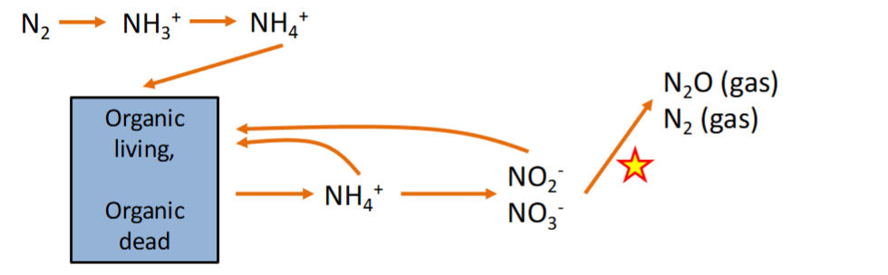 <p><strong><em><u>Ammonification </u></em></strong>= Release of N as Ammonium (NH4+) by all organisms (urine + feces) or decomposition</p><p><strong><em><u>Nitrification </u></em></strong>= conversion of NH4+ into Nitrite (NO2-) — then quickly → Nitrate (NO3-)</p><ul><li><p>Change in OXIDATION STATE = releases E which allows nitrifying bacteria to create organic matter from CO2</p></li></ul><p><strong><em><u>Denitrification</u></em></strong> = Conversion of NO3- → N2 (dinitrogen gas)</p><ul><li><p>change in REDOX state allows bacteria to use this conversion instead of O2 to break down organic matter</p></li><li><p>primary process in which N is <strong><em><u>LOST</u></em></strong> from ecosystem</p></li></ul><p></p>