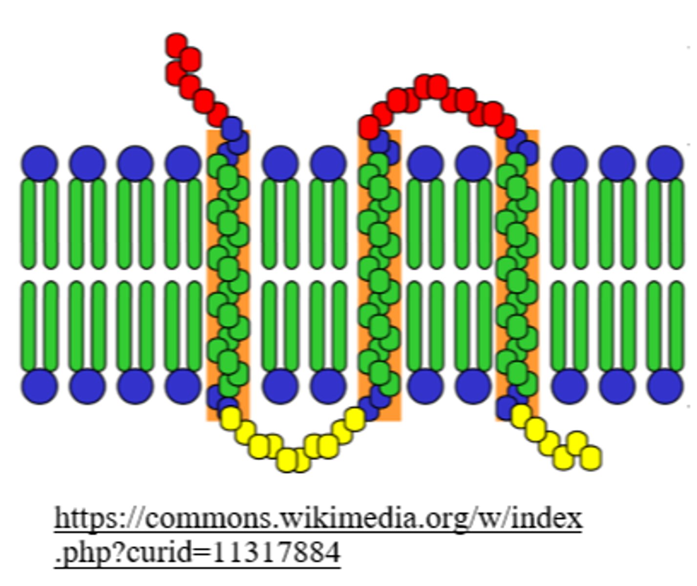 <p>transmembrane</p>